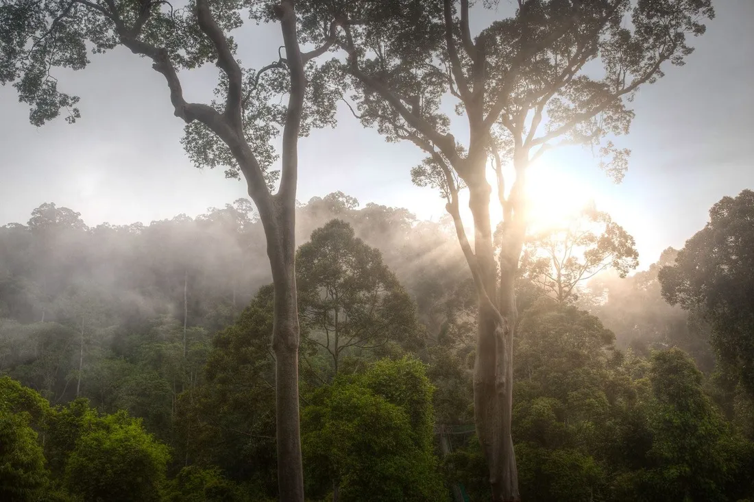 Sunrise over the rainforest at Orou Sapulot